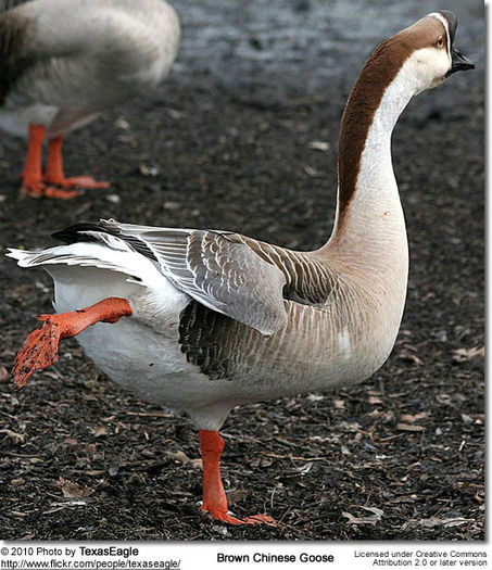 BrownChineseGoose