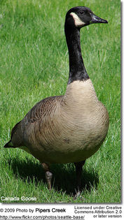 Canadagoose