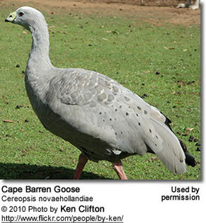 CapeBarrenGoose2
