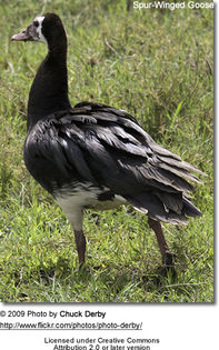 spurwingedgoose