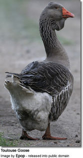 toulousegeese