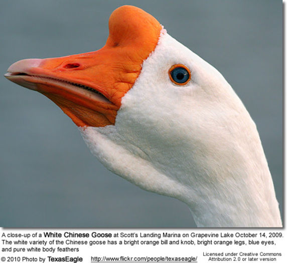 whitechinesegoose