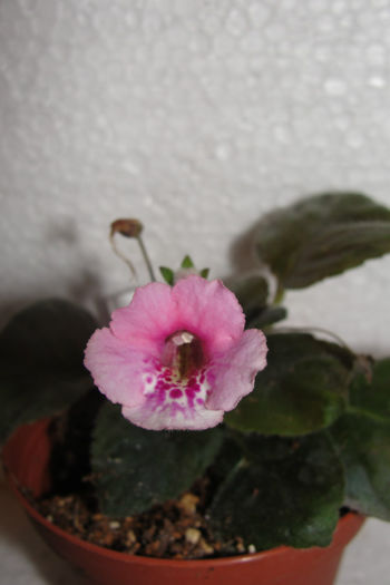 SRG's Pink Diamond