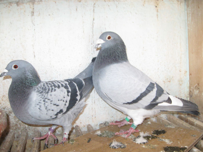V.list.337664-01+S.151574-07; V.LIST=SOTIR
SOLZATA=ONODI VASILE
