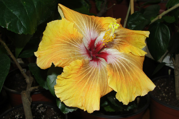 Tahitian Brown Star