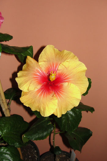 Tahitian Zodiac Capricorn