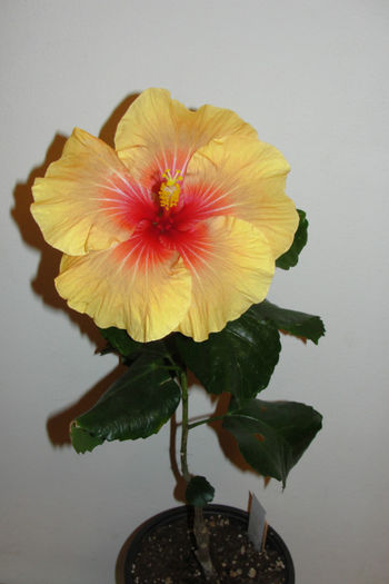Tahitian Zodiac Capricorn