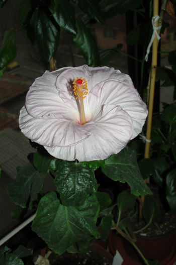Tylene (a doua floare)