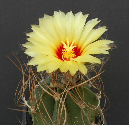 astrophytum capricorne - b-cactusi infloriti