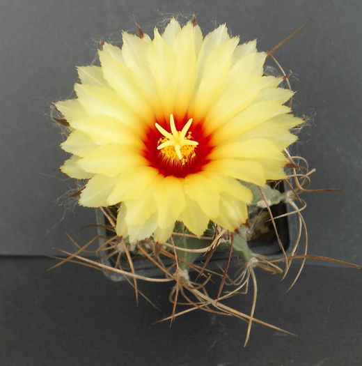astrophytum capricorne