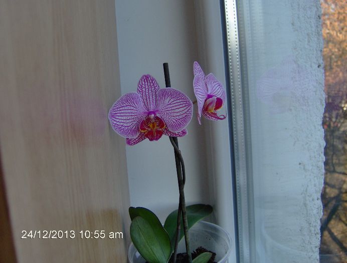 24.12.2013 - Orhidee Phalaenopsis