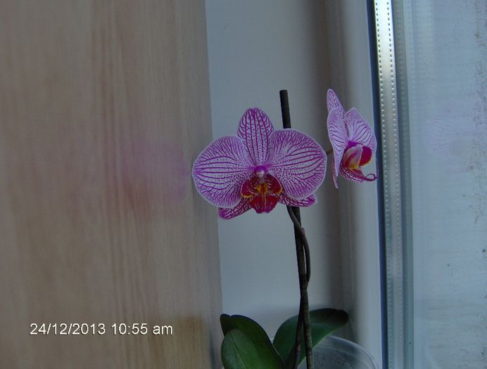 24.12.2013 Pt.DenyM - Orhidee Phalaenopsis