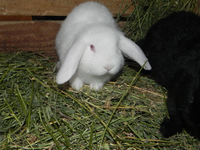 DSCN7550 - iepuri berbec alb de vanzare