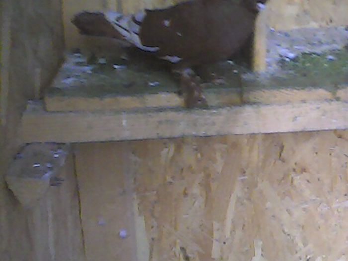 140108-1008 - Rotatii mei