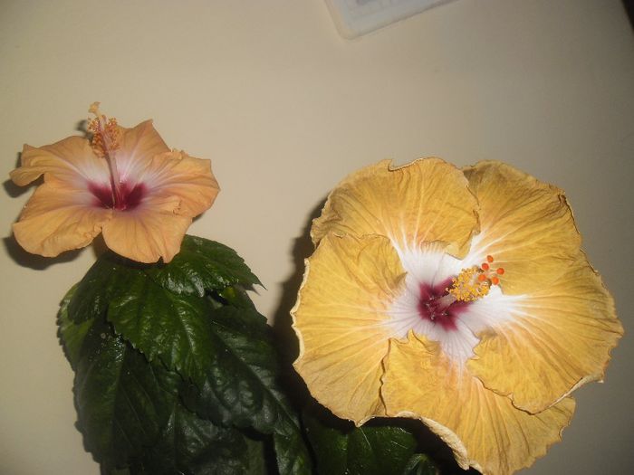 Yelow Holiday + Joseph Domino - Hibiscus 2014-1