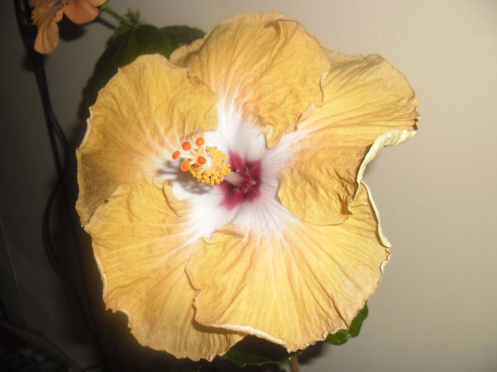 Joseph Domino - Hibiscus 2014-1