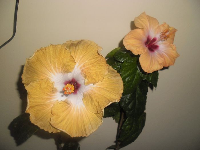 Yelow Holiday + Joseph Domino - Hibiscus 2014-1