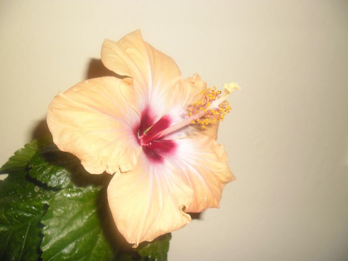 Yelow Holiday - Hibiscus 2014-1