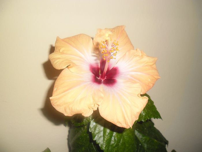 Yelow Holiday - Hibiscus 2014-1