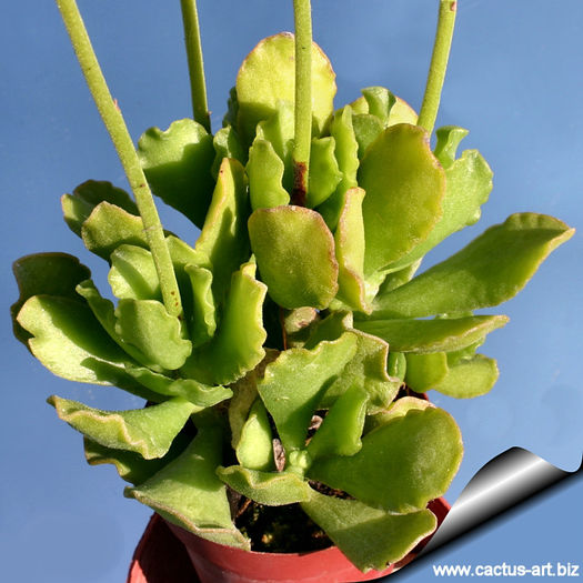 adromischus cristatus var zeyherii