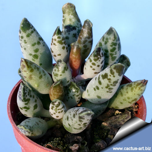 Adromischus_festivus_autumn_810