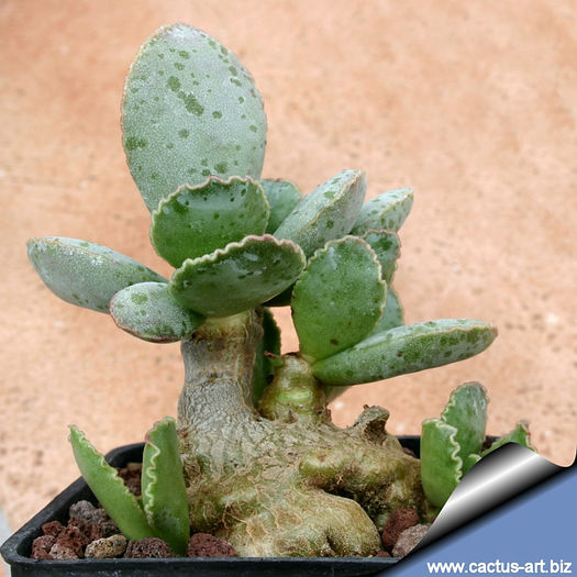 Adromischus_schuldtianus_bis_810 - minuni ale naturii create de dumnezeu 8