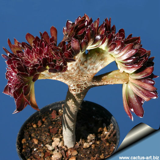 Aeonium_arboreum_atropurpureum_criastata_810 - minuni ale naturii create de dumnezeu 8