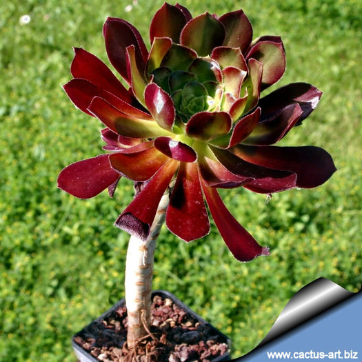 Aeonium_arboreum_atropurpureum_standard_810