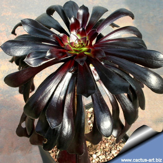 Aeonium_arboreum_atropurpureum_top_810 - minuni ale naturii create de dumnezeu 8