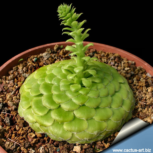 Aeonium_tabuliforme_810 - minuni ale naturii create de dumnezeu 8