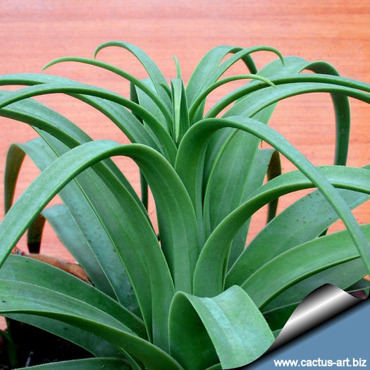 Agave_bracteosa_apex_810 - minuni ale naturii create de dumnezeu 8