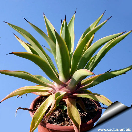 Agave_desmetiana_variegata_04_810 Agave_desmetiana_variegata_04_810
