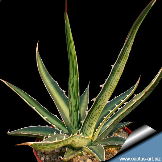 Agave_difformis_810