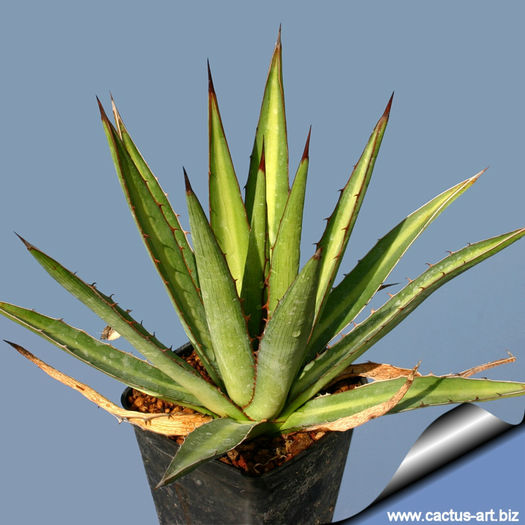 Agave_funkiana_810