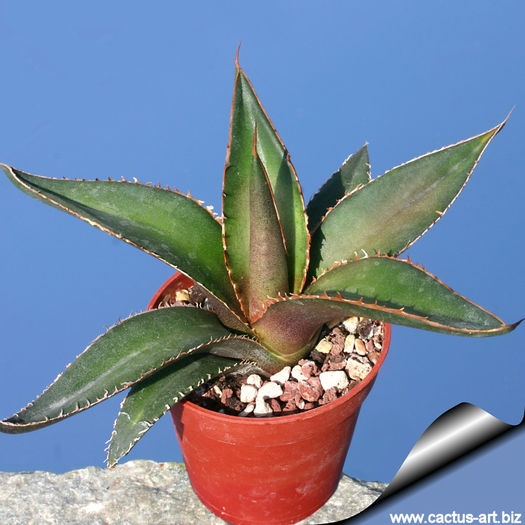 Agave_ghiesbreghtii_810 Agave_ghiesbreghtii_810