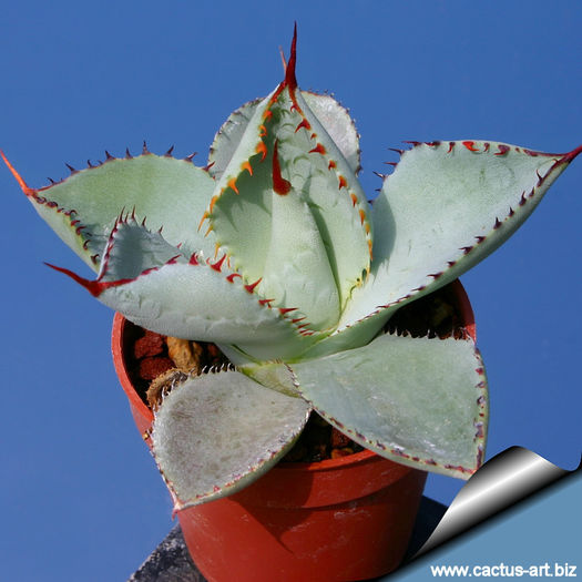 Agave_guadalajarana_810