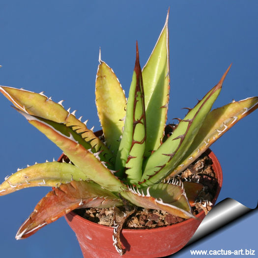 Agave_horrida_perotensis_winter_810 Agave_horrida_perotensis_winter_810