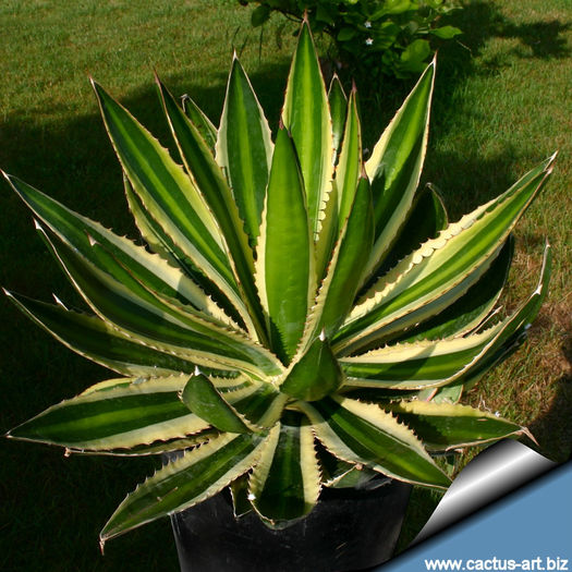 Agave_lophantha_Goshikibandai_810 Agave_lophantha_Goshikibandai_810