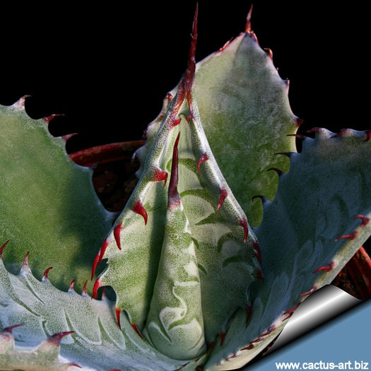 Agave_parry_ruby_teeth_810