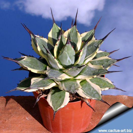 Agave_patonii_variegata_05_810