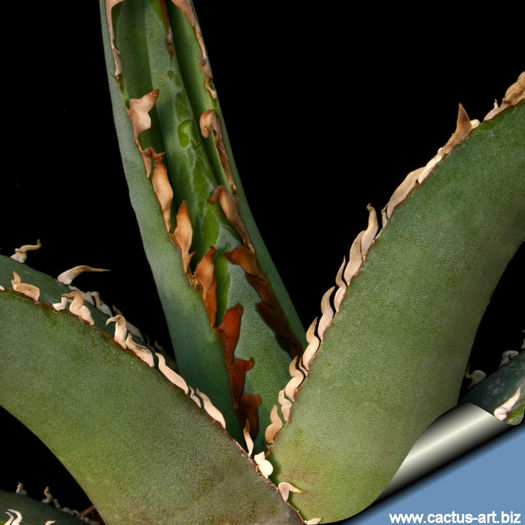 Agave_peacockii_tehuacan_lf_810