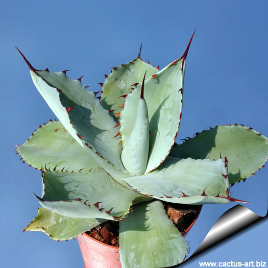 Agave_potatorum_nativitas_01_810