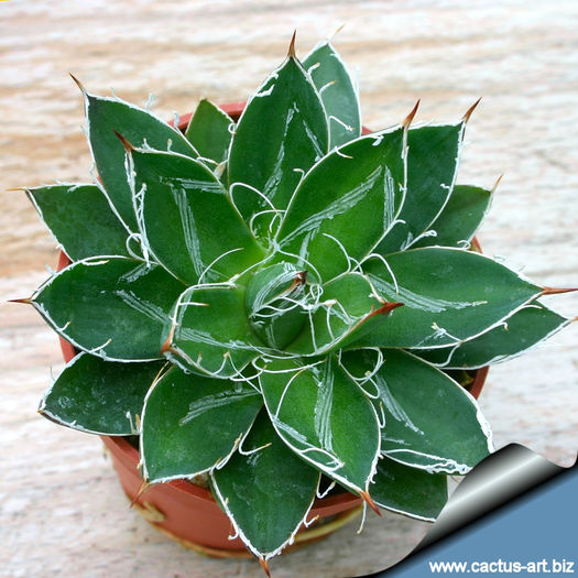 Agave_schindigera_compacta_810