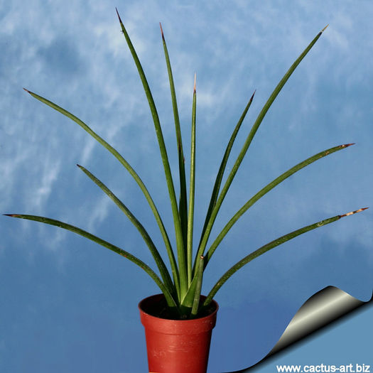 Agave_stricta_young_810