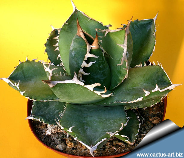 Agave_titanota_810