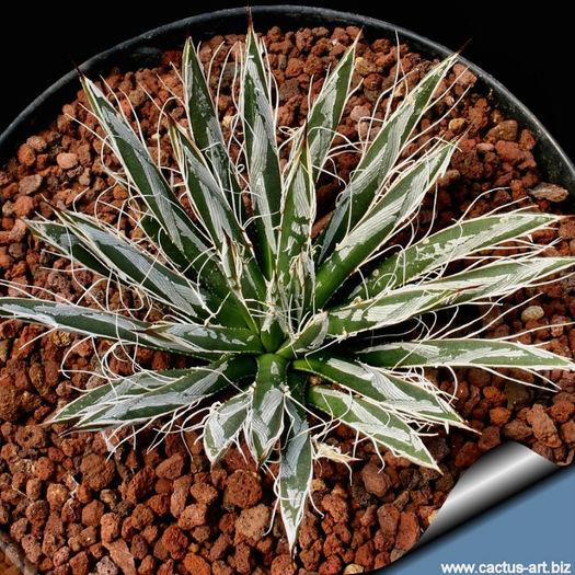 Agave_toumeyana_bella_810
