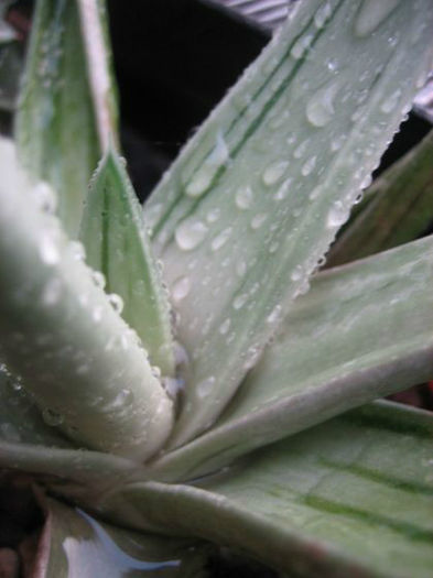 gasteraloe green ice