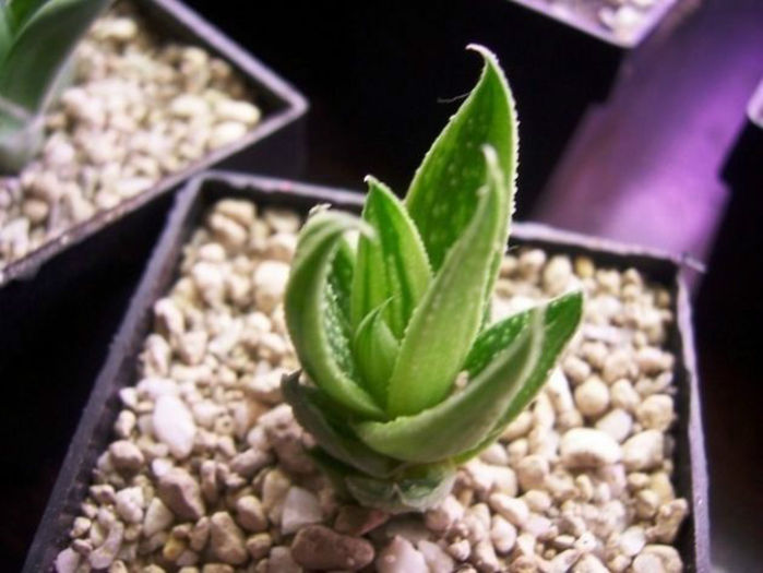 gasteraloe sp spirit of 66 - minuni ale naturii create de dumnezeu 8