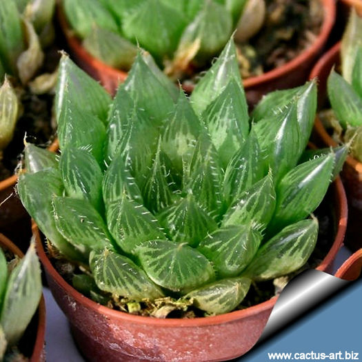 Haworthia_cooperi_810 - minuni ale naturii create de dumnezeu 7