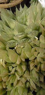 Haworthia_habdomadis - minuni ale naturii create de dumnezeu 7